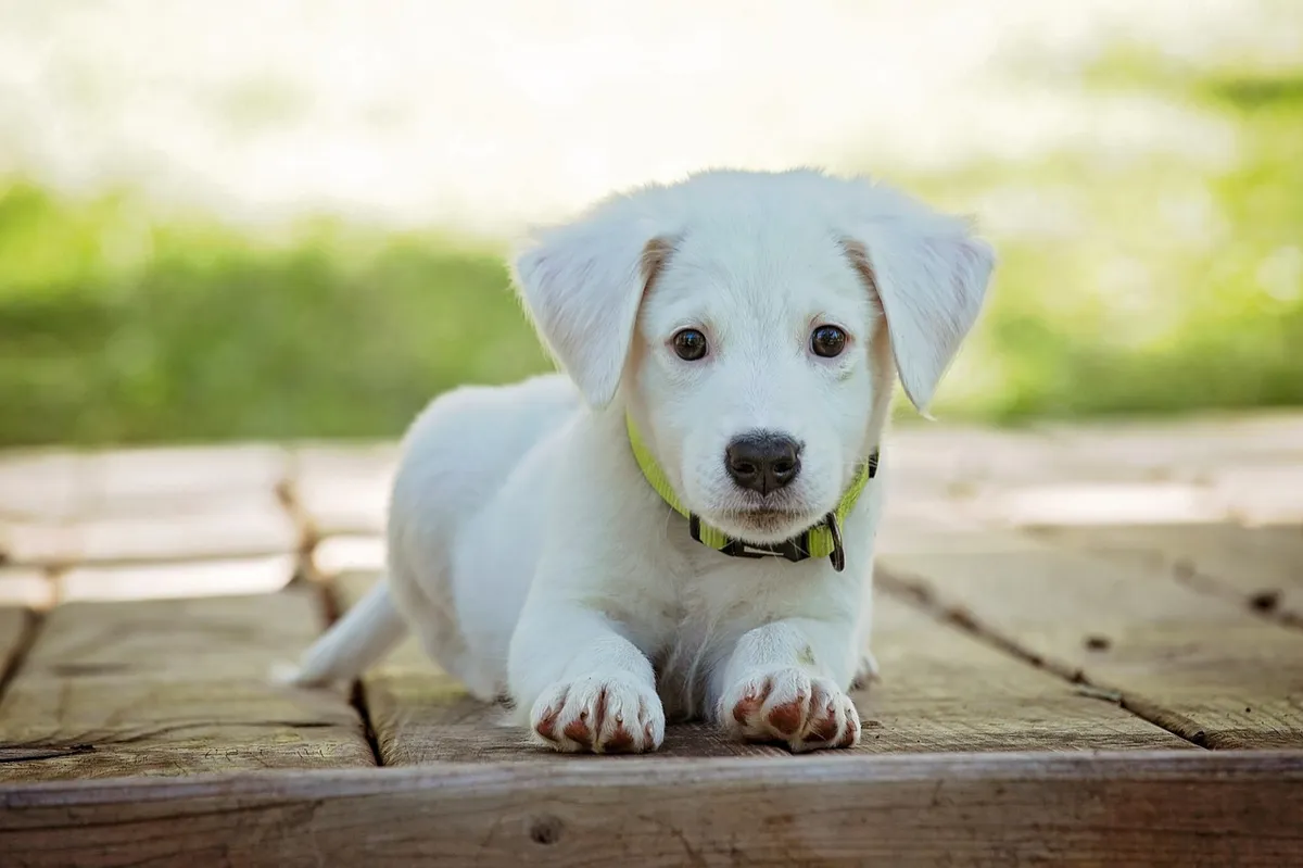 New Puppy Essentials: What's Actually Working for Our Rescue Pup