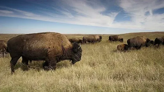 Thousands Strong: Witnessing the Pulse of Yellowstone’s Bison