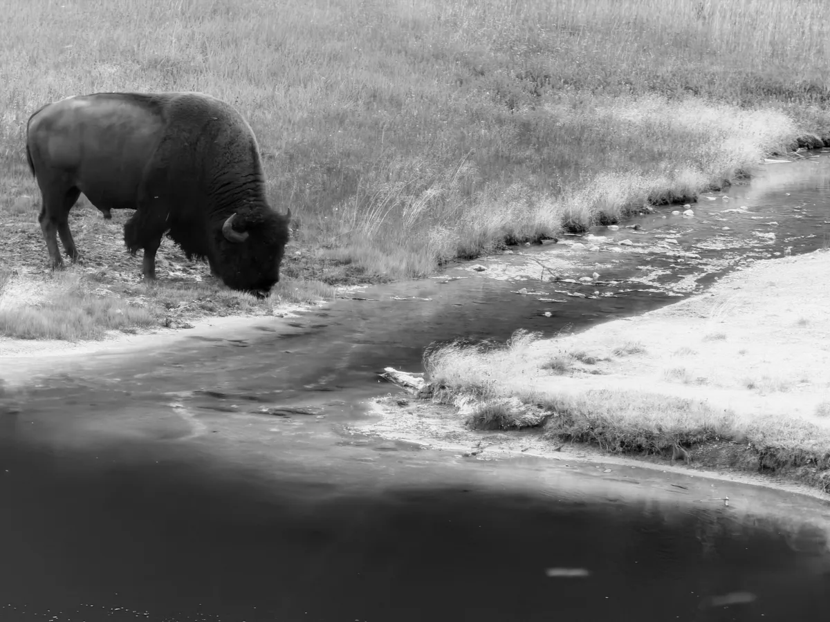 Charging the Storm: What a Yellowstone Bison Herd Taught Me on the Eve of 9/11's 25th Anniversary