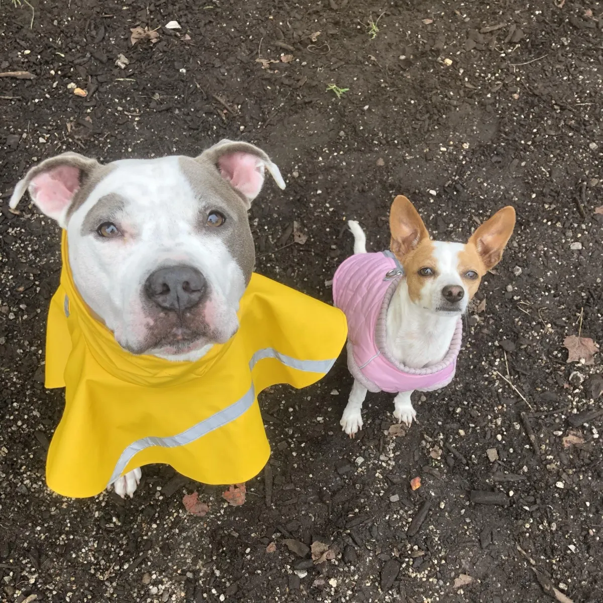 A woman in her 30s with curly brown hair, smiling as she types an email on her laptop, with a small, anxious-looking terrier sitting beside her. The setting is a cozy living room with soft natural light and dog toys scattered in the background. The image is candid and reassuring, 3:2 aspect ratio.