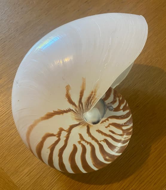 A shape I keep returning to