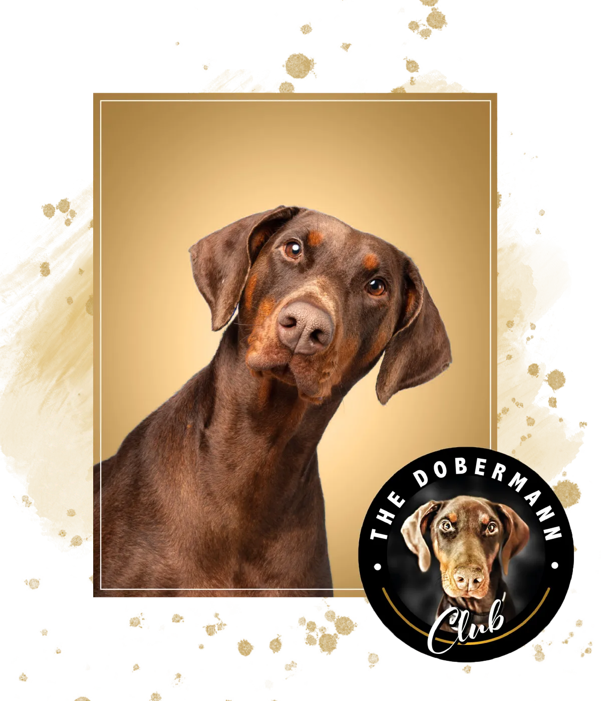 dobermann club