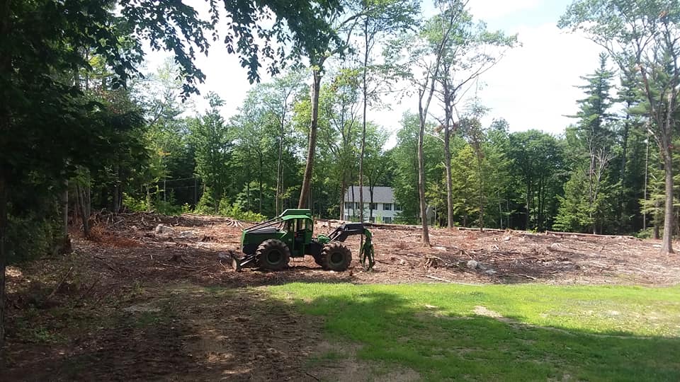 Three cut branches stuck through a metal fence