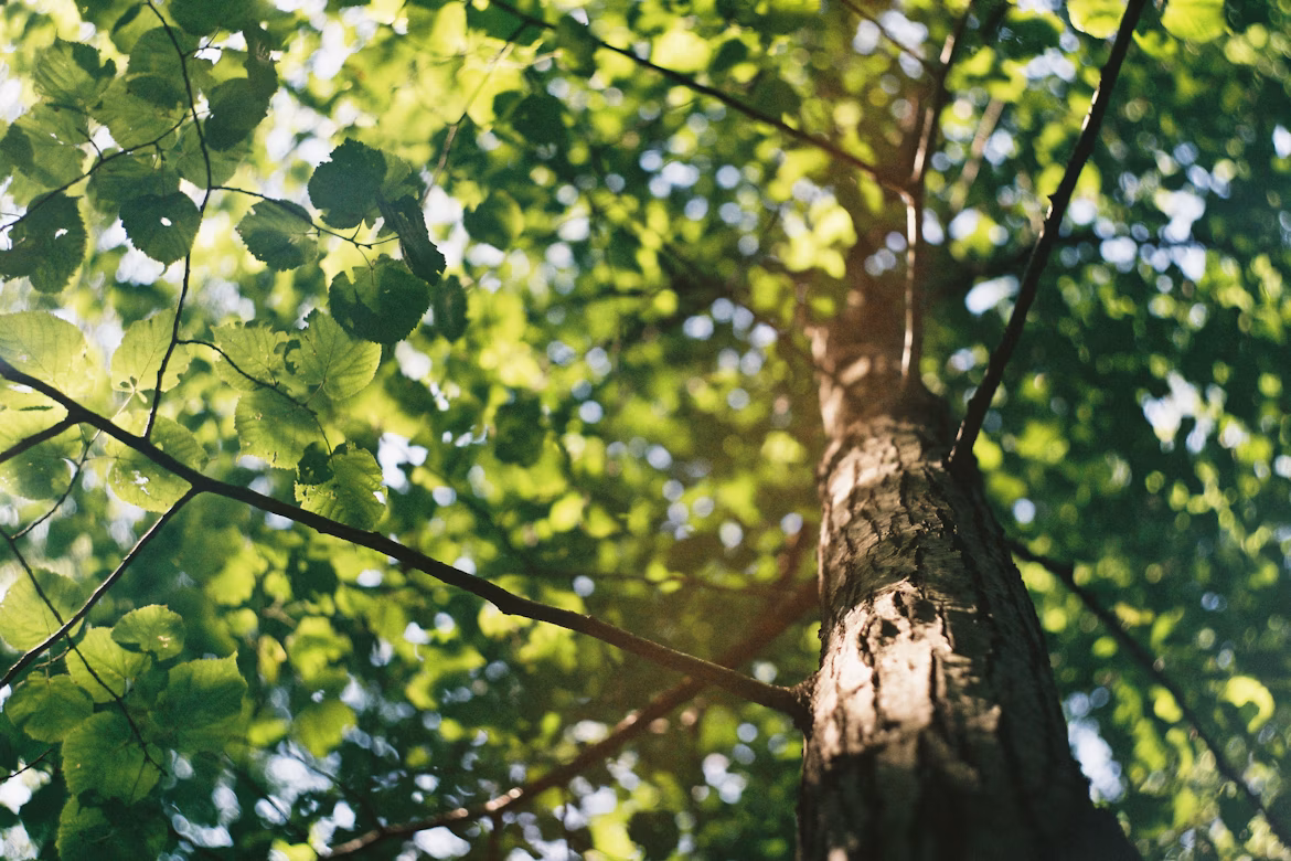 Tree care service by Hampton Law Solution in Mainvlle