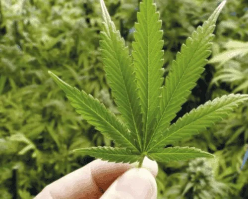 Cannabis Product Consultations in Ann Arbor