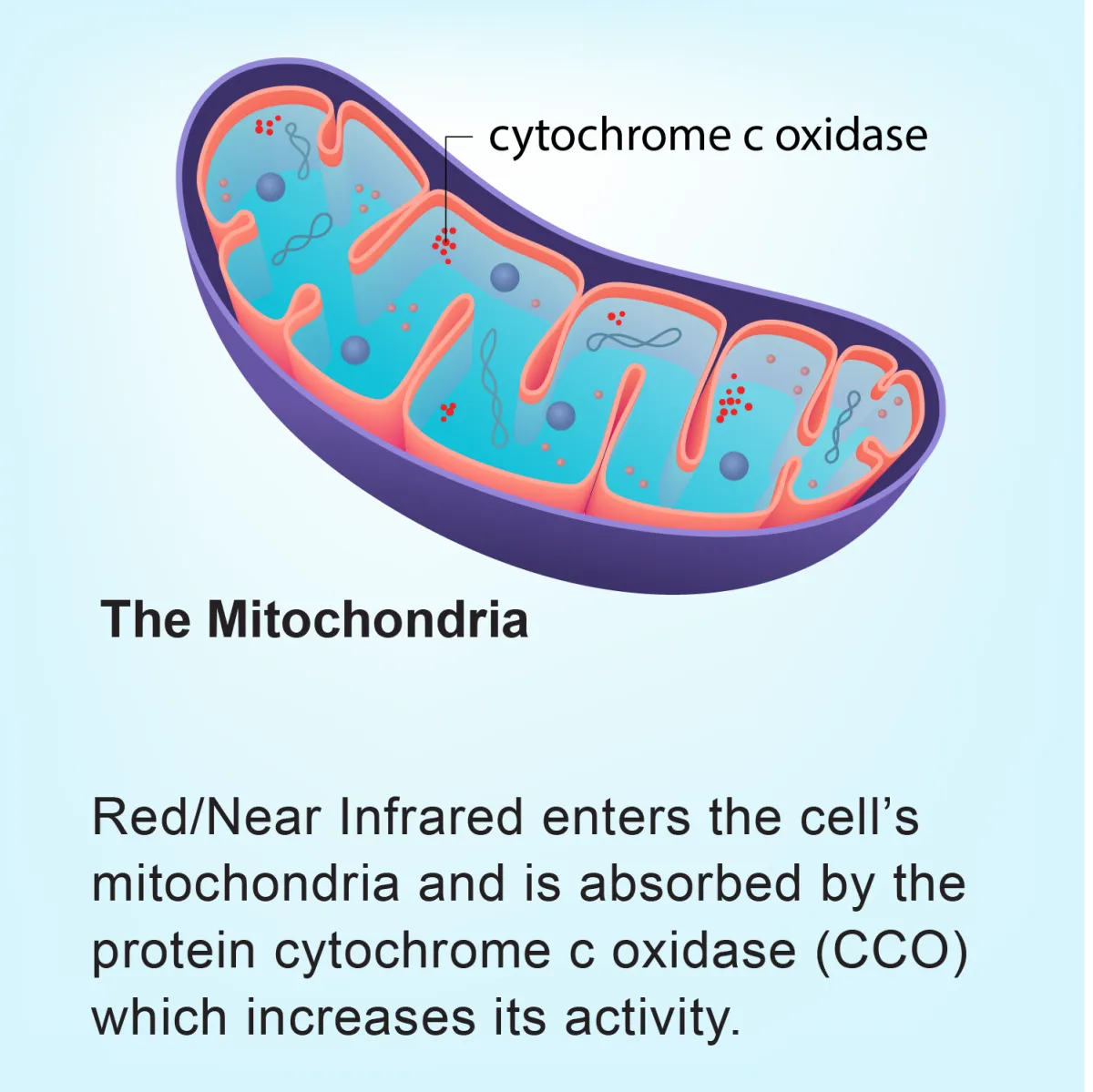 how red light affects mitochondria