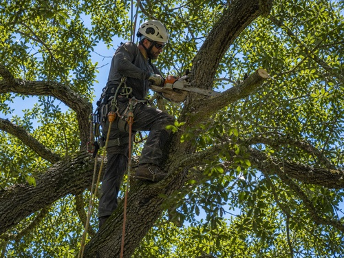 Tree & Palm Trimming in Kissimmee, FL