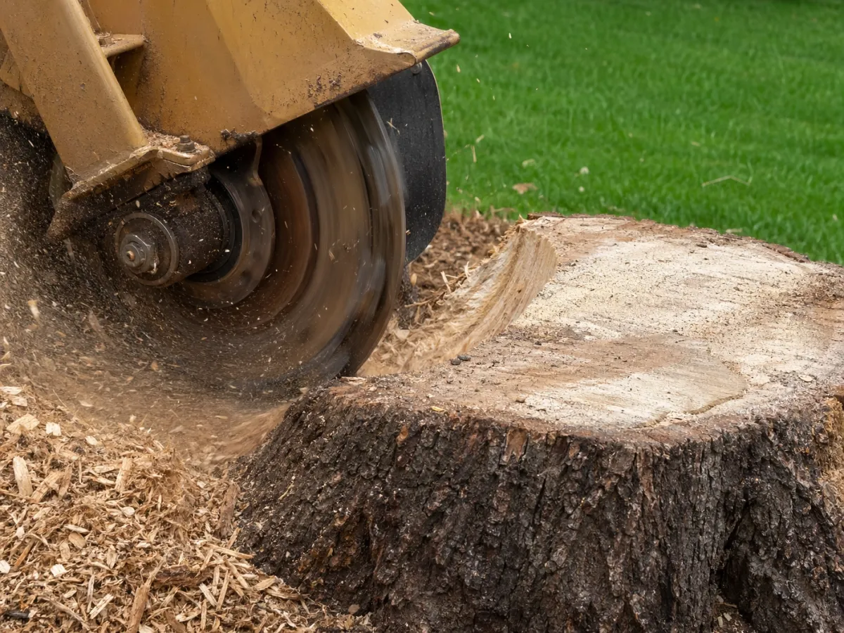 Stump Removal in Kissimmee, FL
