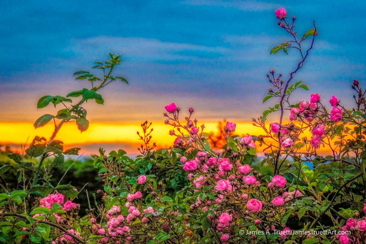 Wild Irish Roses at Sunrise in County Clare