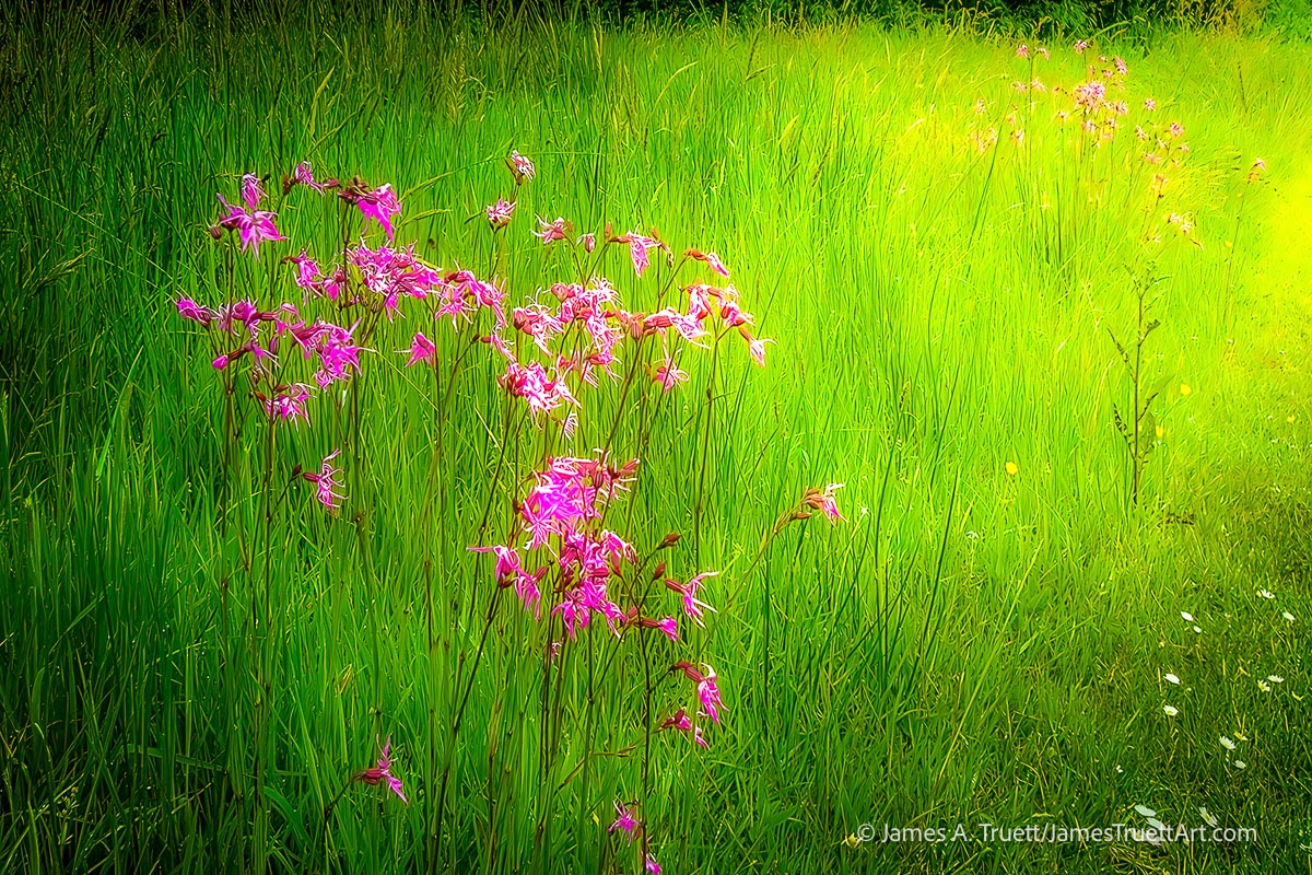 Ragged-Robin: Pink Dancers in Ireland’s Green Fields