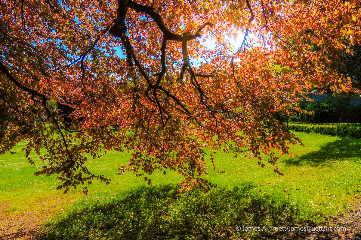 Coole Park and the Autograph Tree