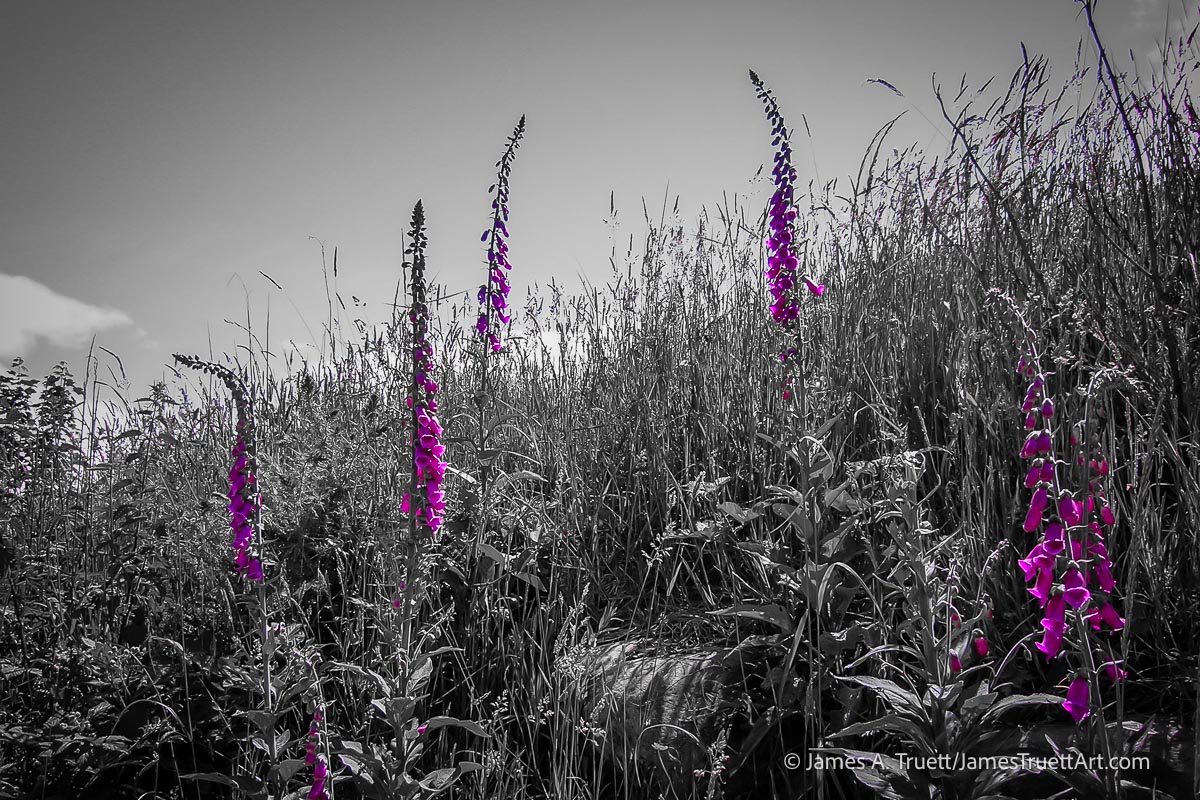 Fairy Thimbles: Foxglove in the Irish Countryside