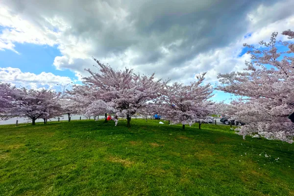 Cherry Blossoms - Richmond BC