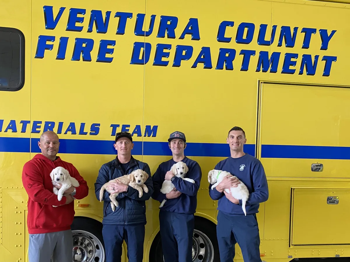 Ventura County Fire Dept - 4 firemen with 4 puppies