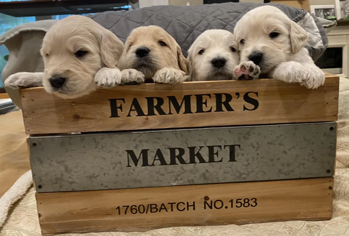 4 Puppies in a Farmer's Market crate.