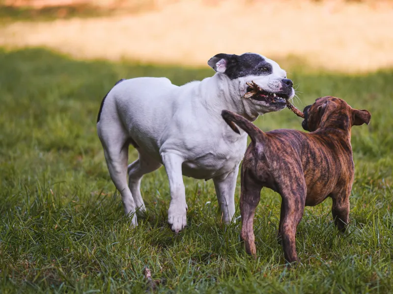puppy training in Mckinney, TX