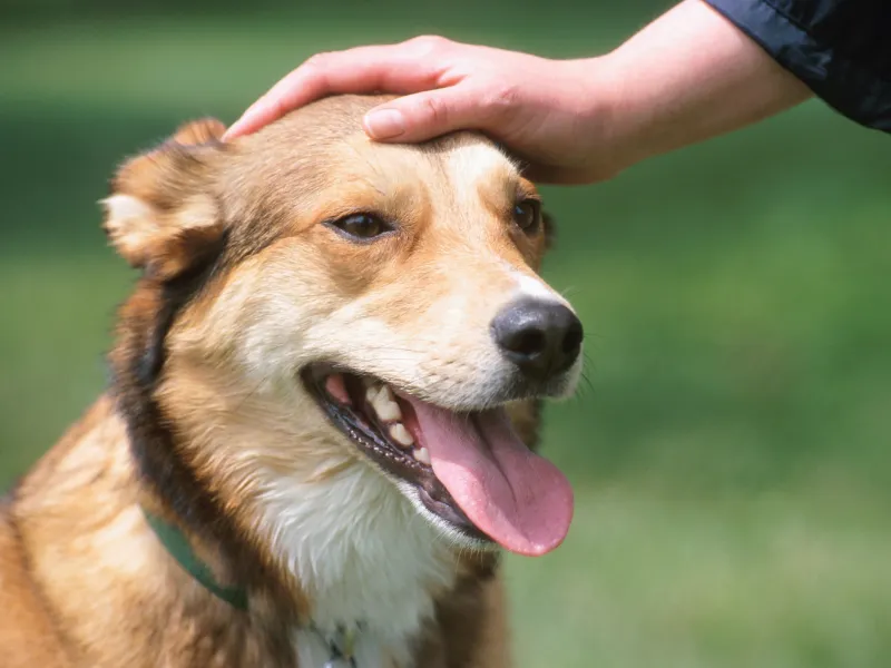 puppy training in Mckinney, TX
