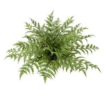 image of Fa green fern