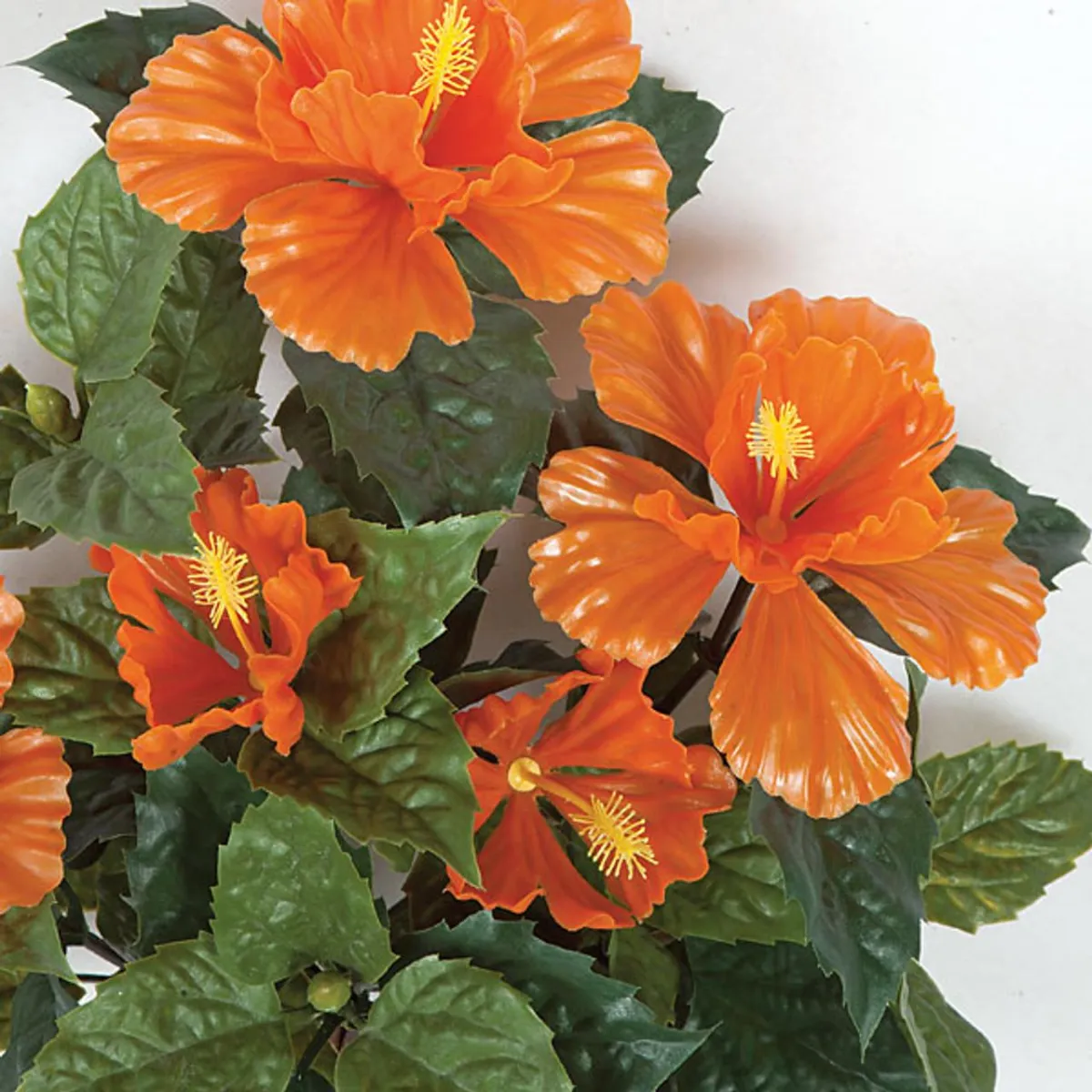 Orange Hibiscus flower blossom