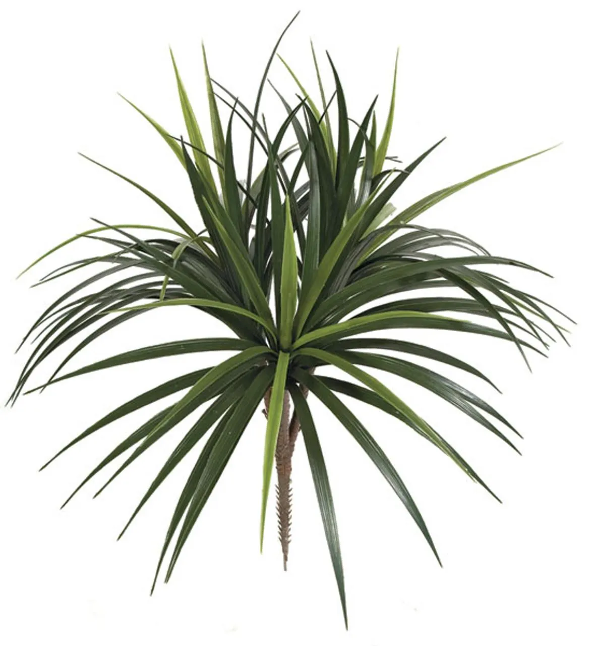 28" Liriope Bush - Green