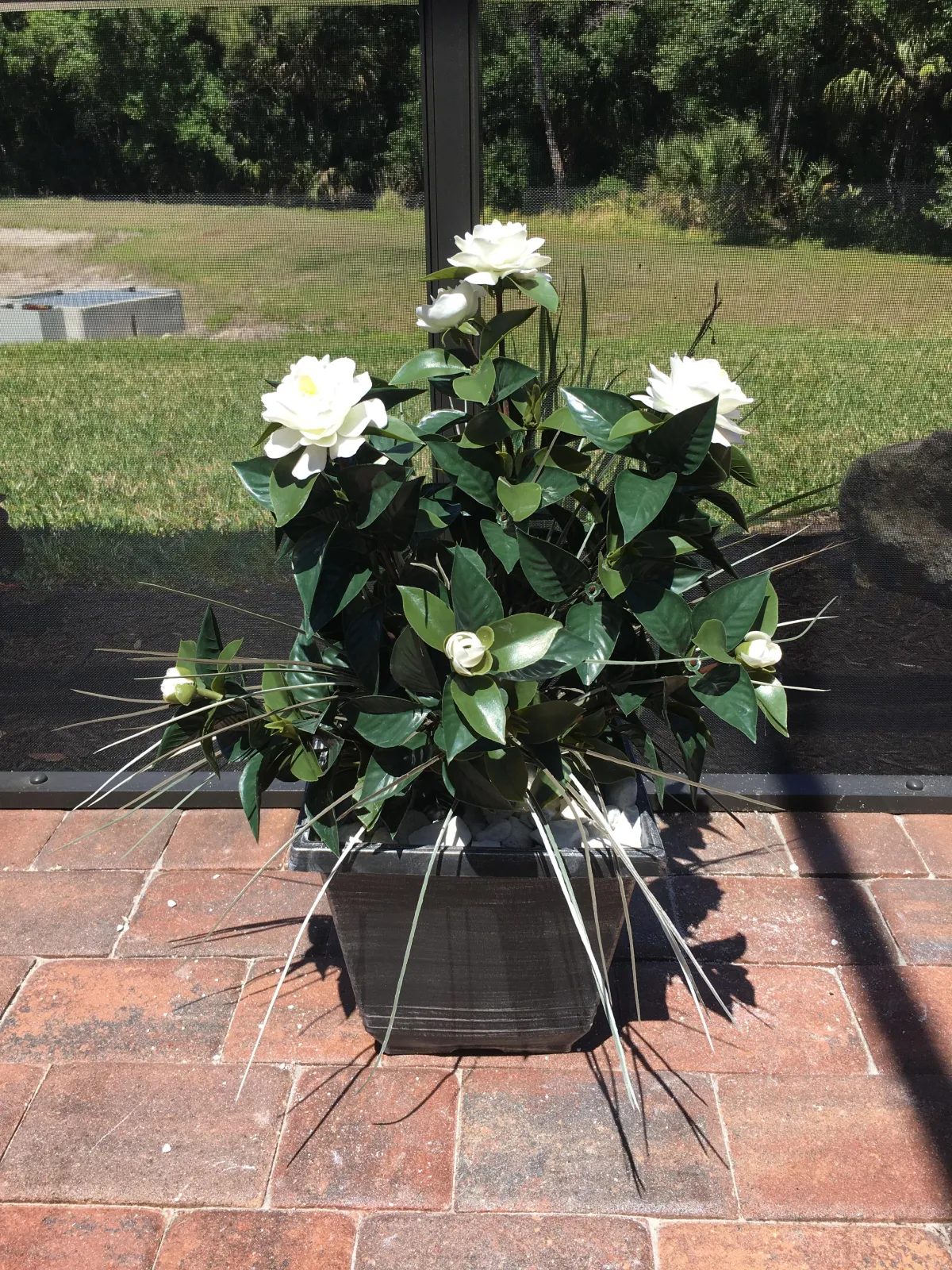 White Gardenia with grass in planter on patio