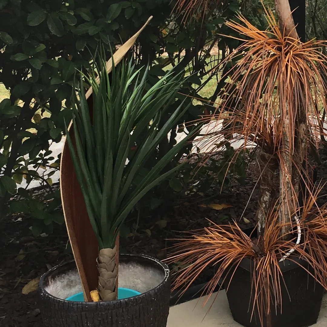 Green Yucca in outdoor planter