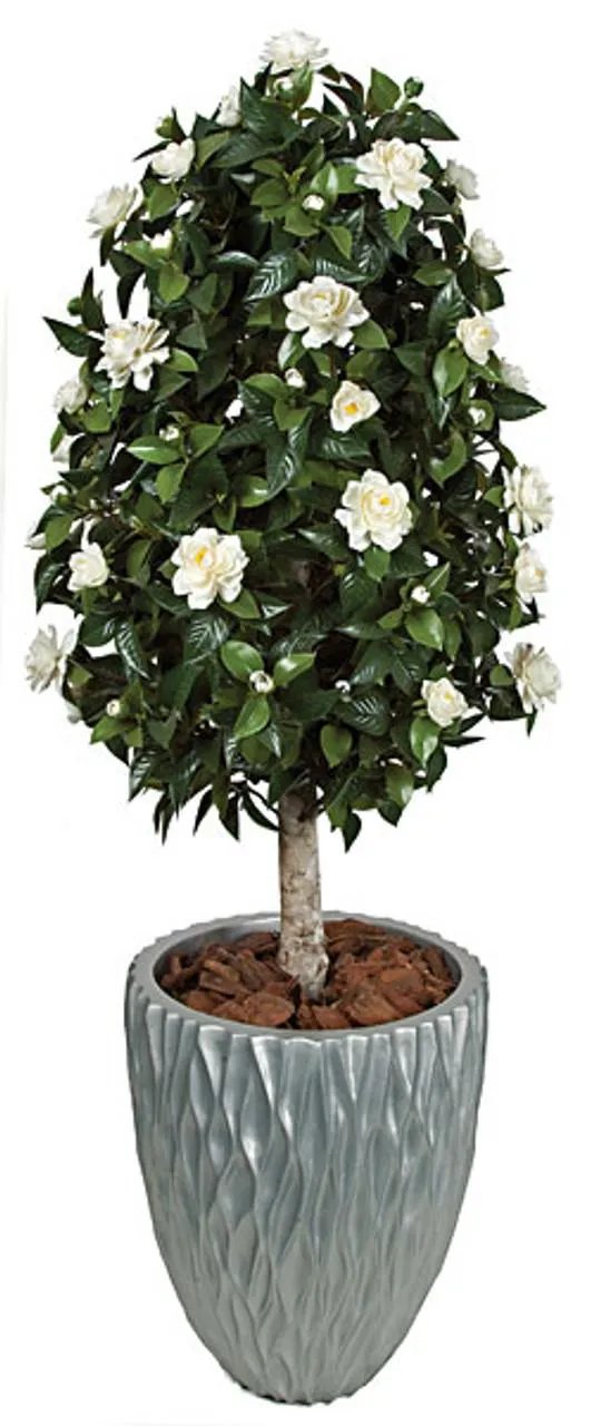 4.5 Foot Gardenia Topiary