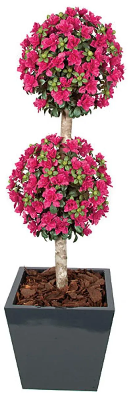 5 Foot Azalea Double Ball Topiary