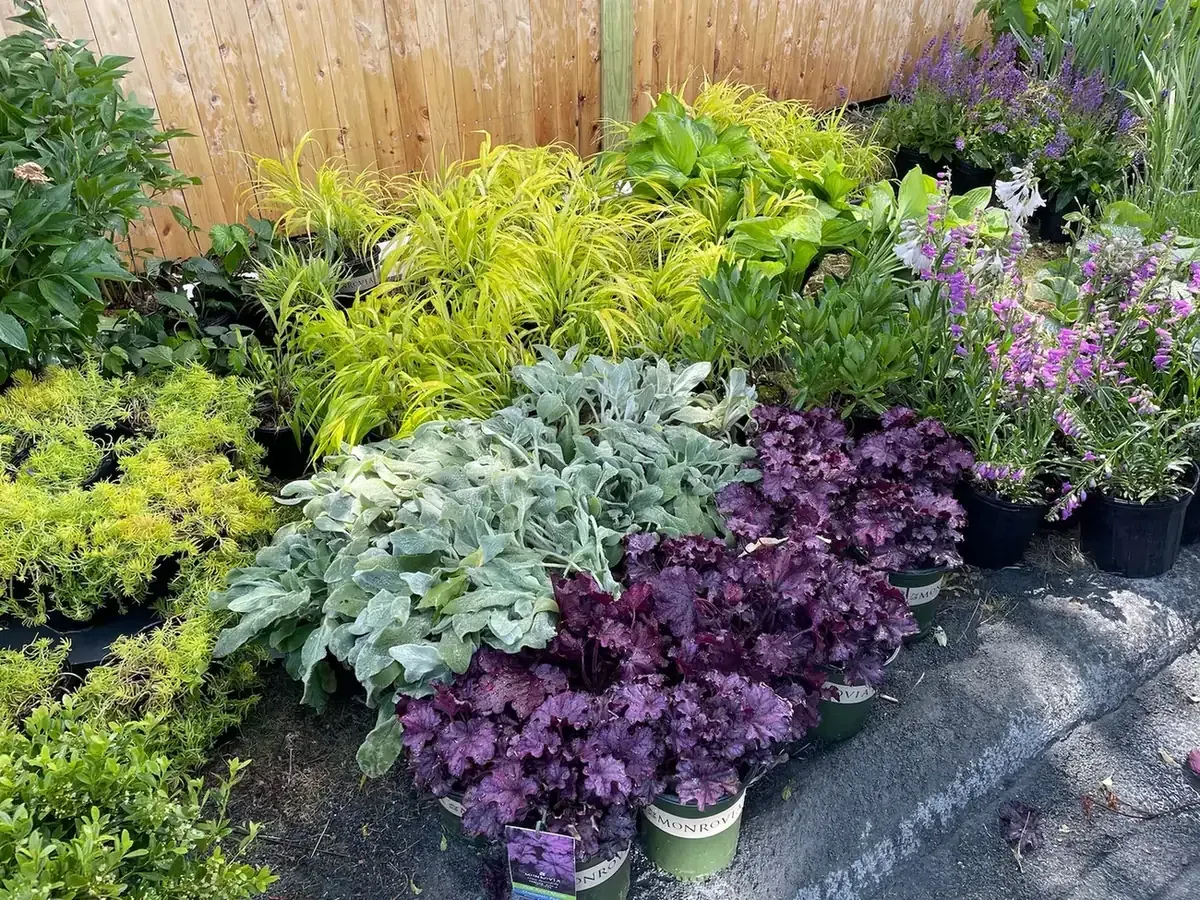 Colorful garden plants and flowering perennials prepared for professional landscape installation in Marblehead, MA