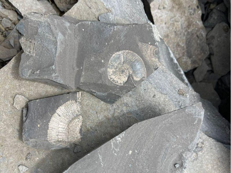 Close-up picture of fossils discovered by kids at a fossil dig site in Germany, part of a fun and educational Europe trip for families