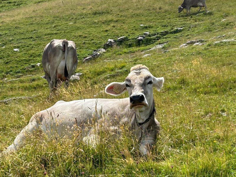Light brown Swiss cow resting in a grassy meadow in the Appenzell region of Switzerland, surrounded by rolling alpine pastures