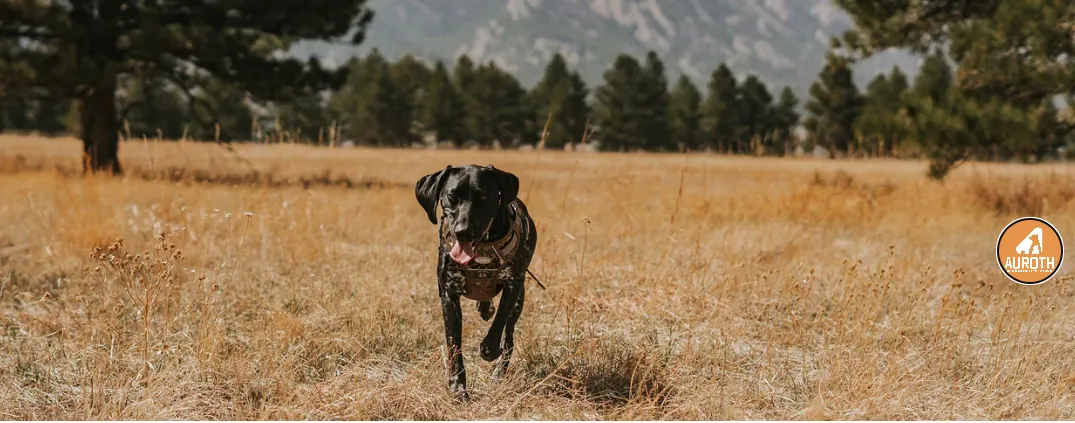 best-tactical-dog-harness-auroth-review