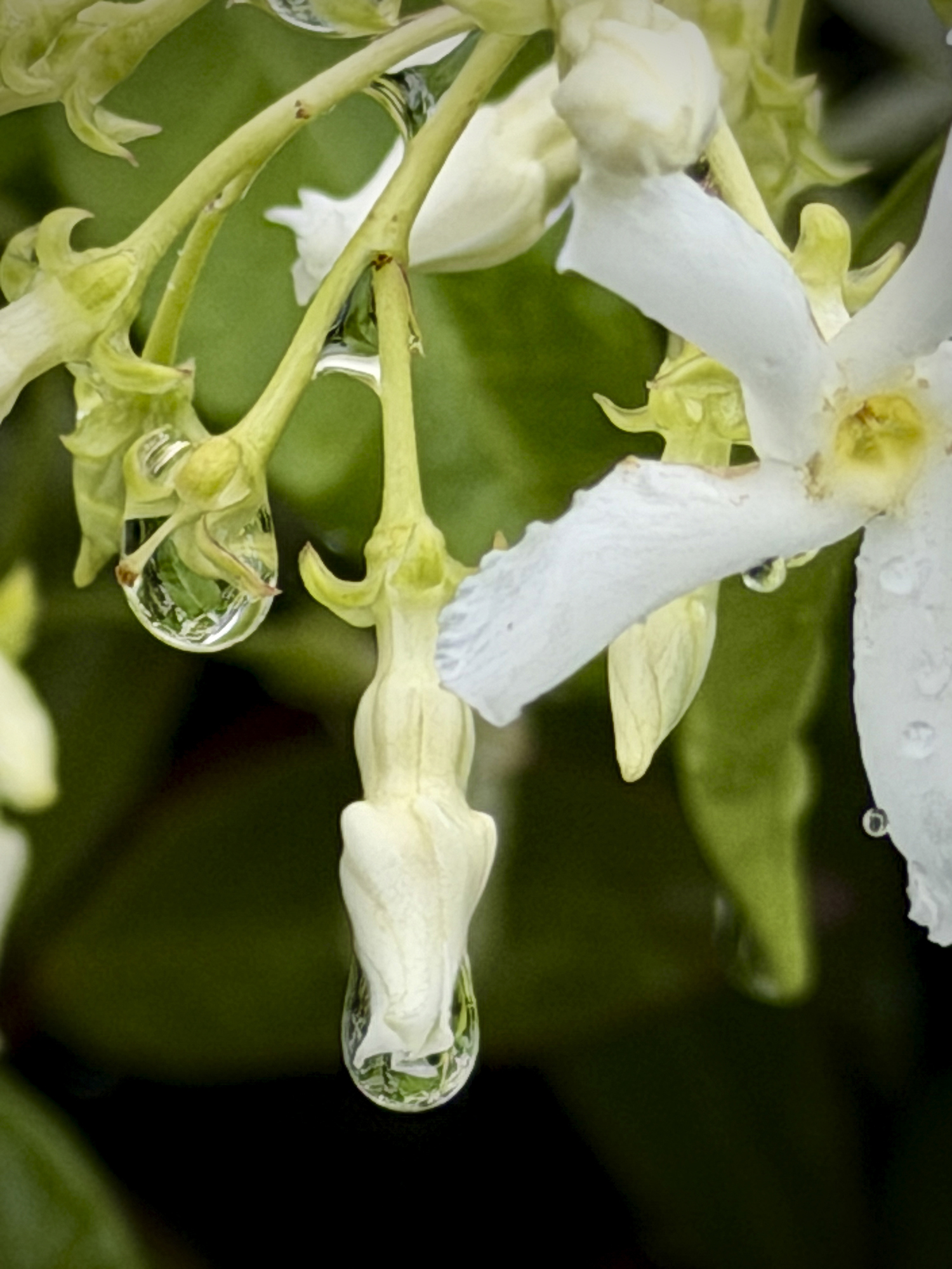 Jasmine flower bud with suspended raindrop