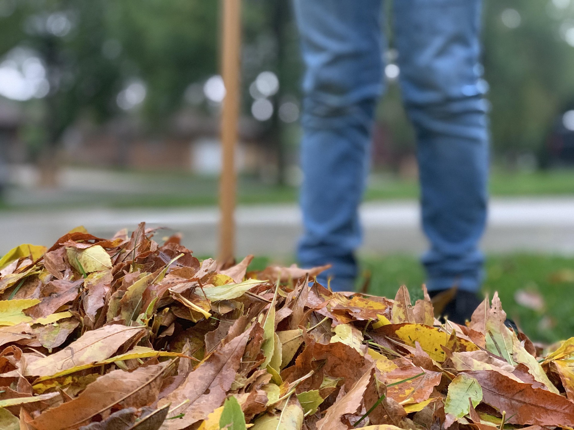 Person Raking Leaves