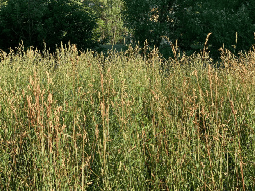 New Albany, IN Bush Hogging