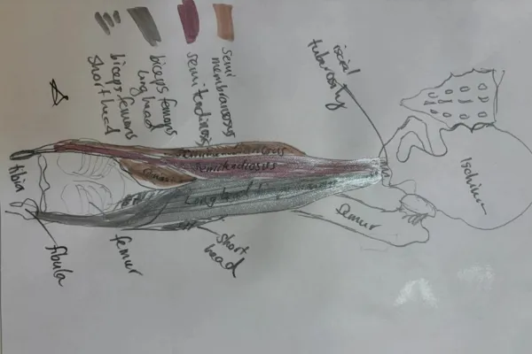 Why Do We Need Longer Hamstrings?