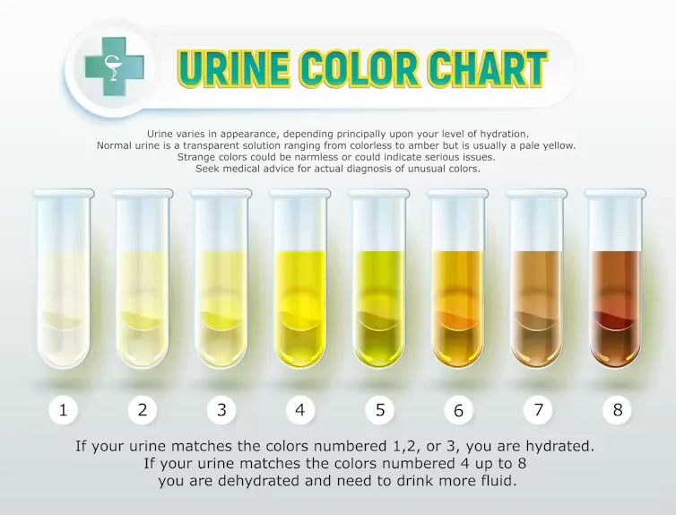 Hydration - Surprising Key To Good Function
