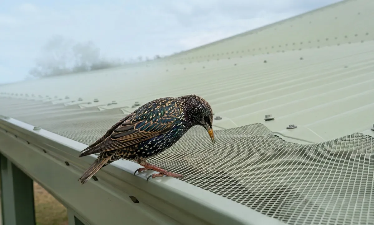 Bird-Proofing in Turramurra