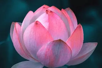 Lotus flower representing conscious conception