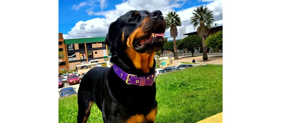 Rottweiler