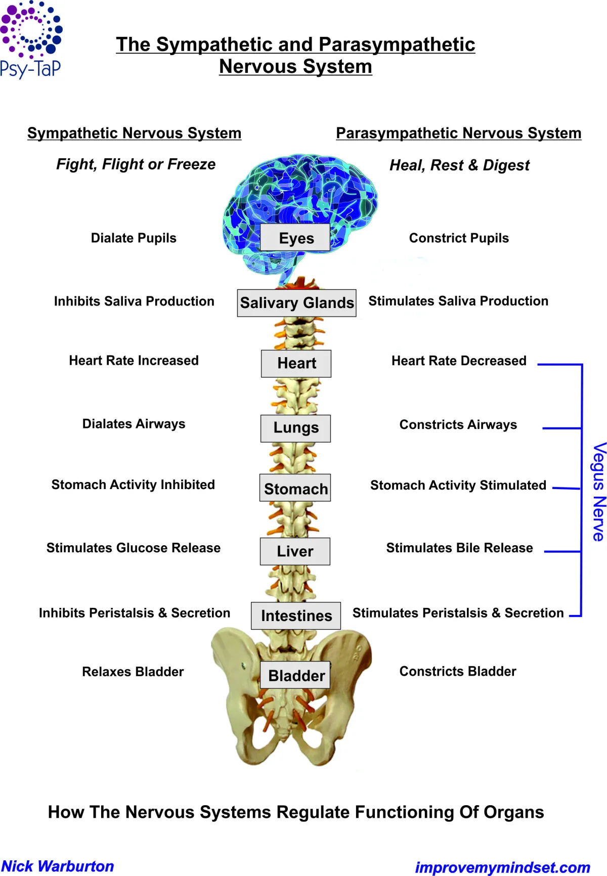 sympathetic & parasympathetic nervous system