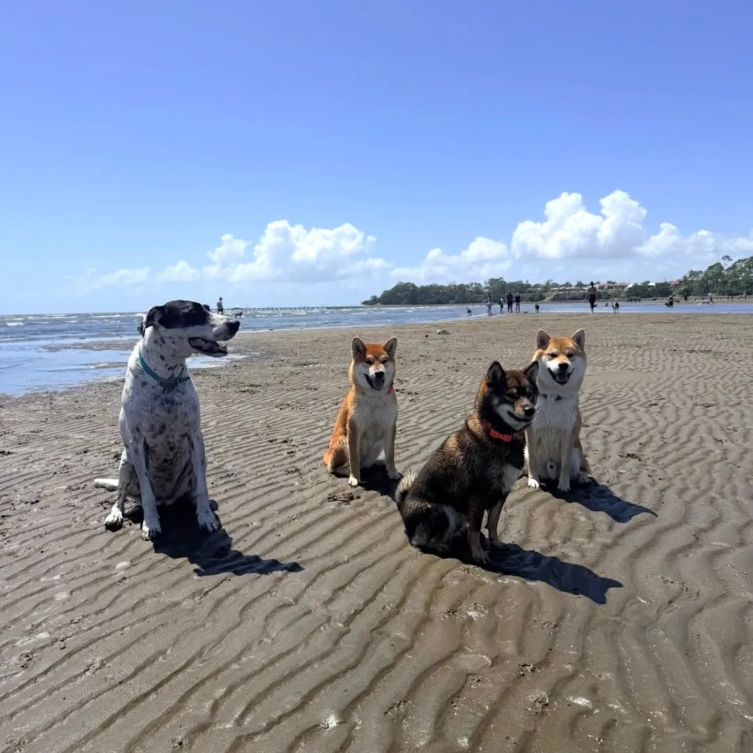 three puppies are standing on a pile of rubble