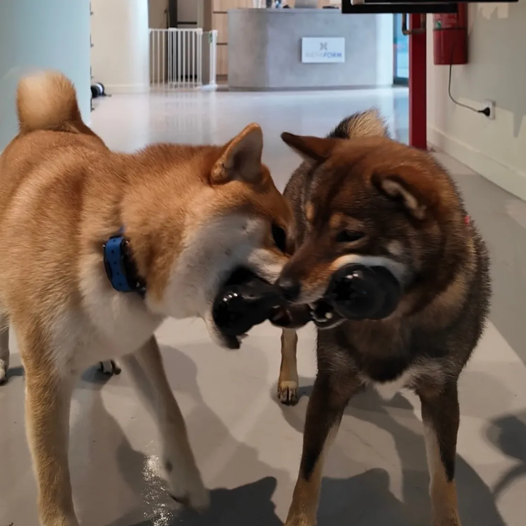 three puppies are standing on a pile of rubble