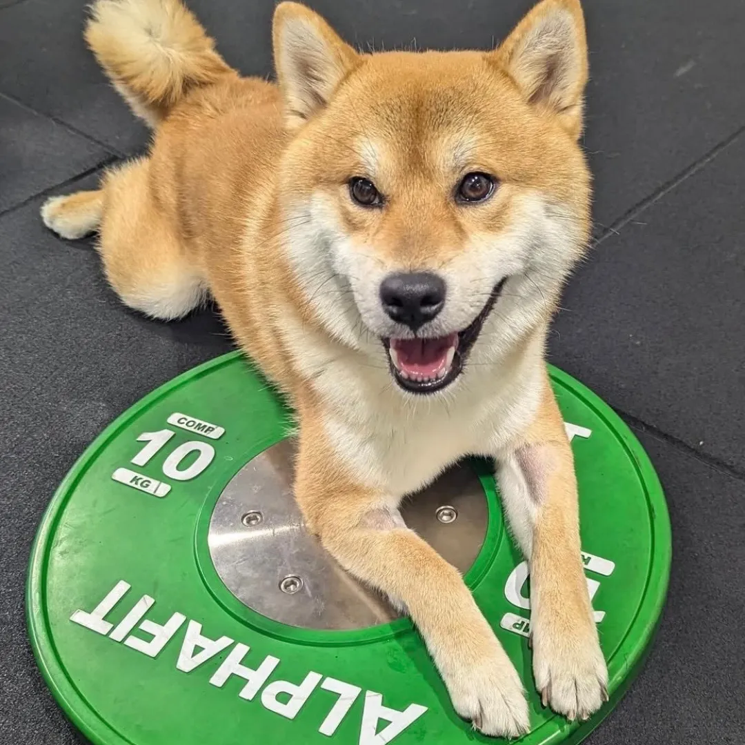 golden retriever puppy on green grass field during daytime