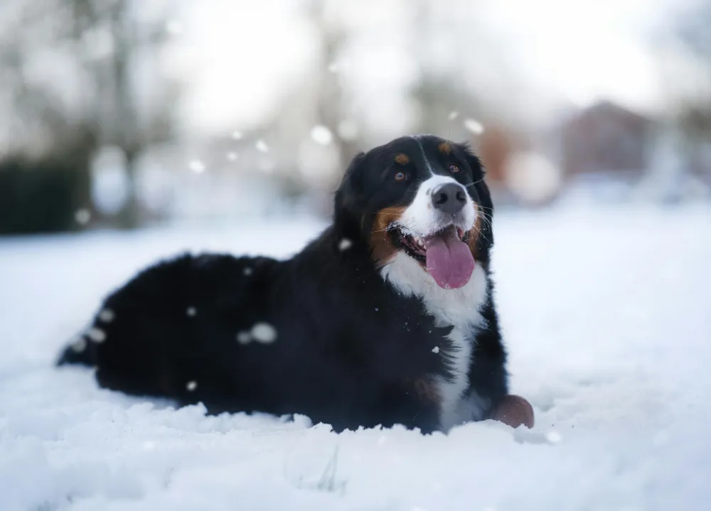 Edmonton Spring Thaw Tips for Dog Owners