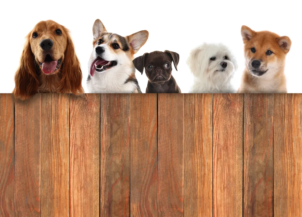 Dog Fencing in Edmonton