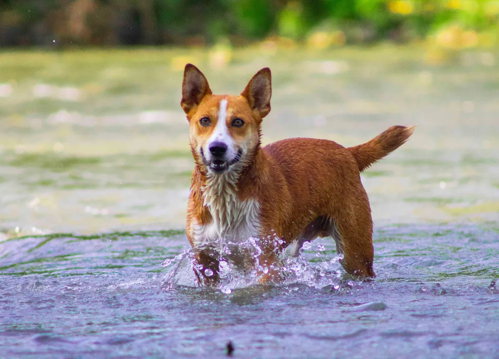 Edmonton Dog Owners Guide