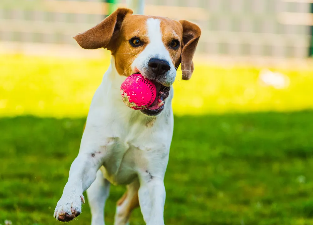 Pet-Friendly Real Estate in Edmonton