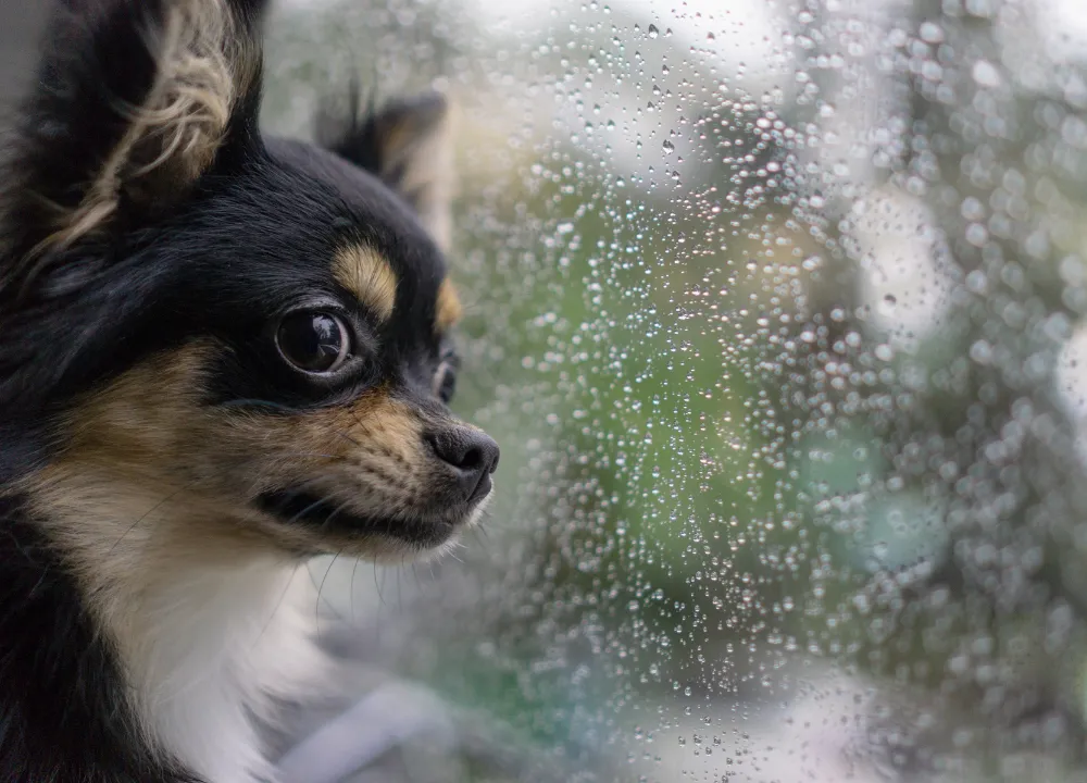 Managing pet panic