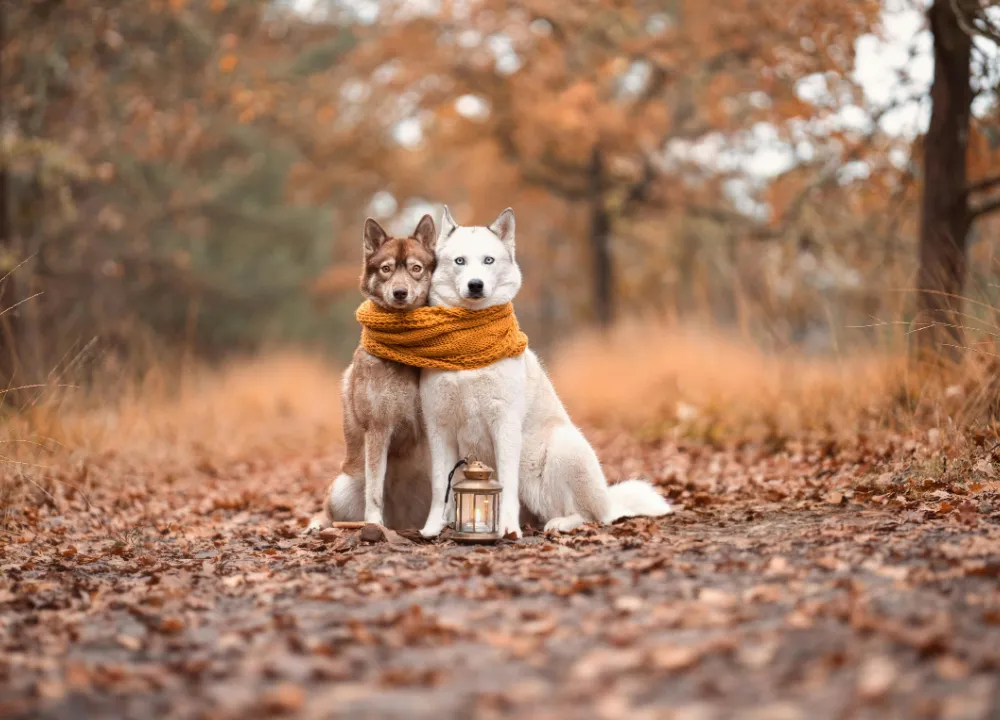 Fall Pet Safety Edmonton: Prepping Your Home & Dog for Autumn